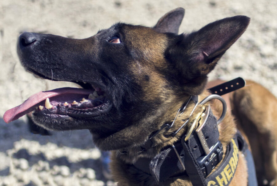 Basic K9 Medical Training KILO9 Foundation